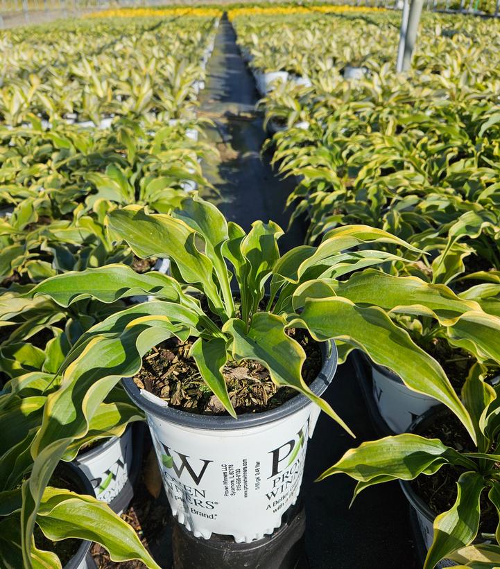 Hosta Shadowland® 'Voices in the Wind'