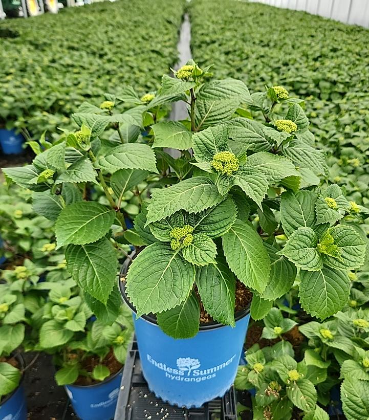 Hydrangea macrophylla Endless Summer® Pop Star®