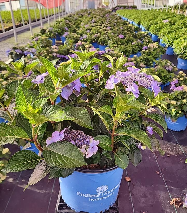 Hydrangea macrophylla Endless Summer® Pop Star®