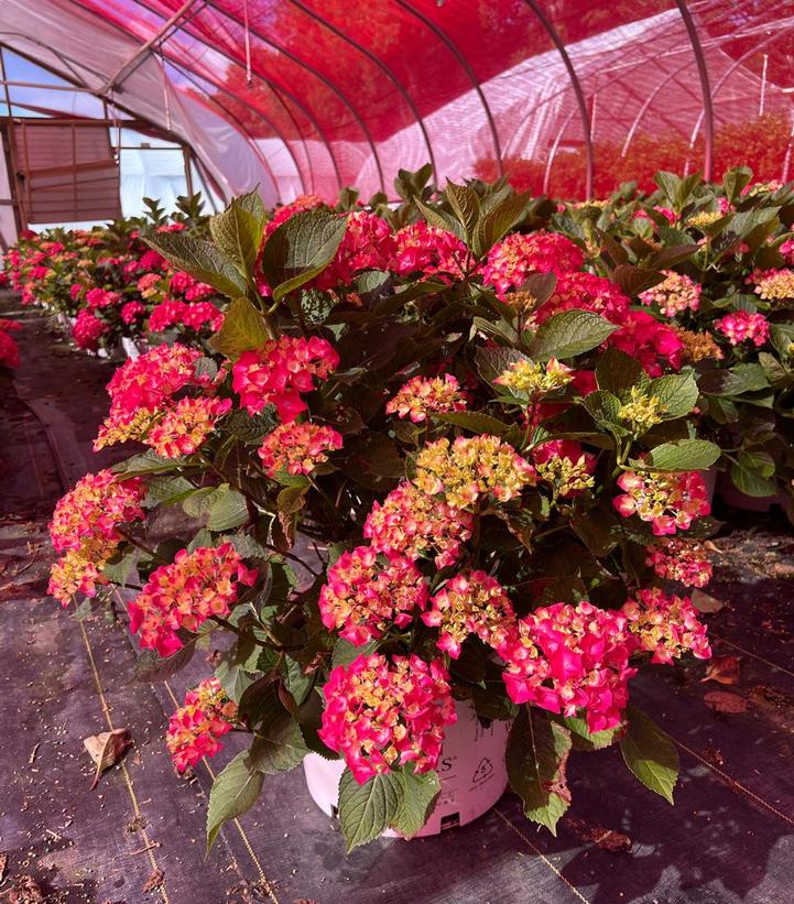 Hydrangea macrophylla Wee Bit Giddy®