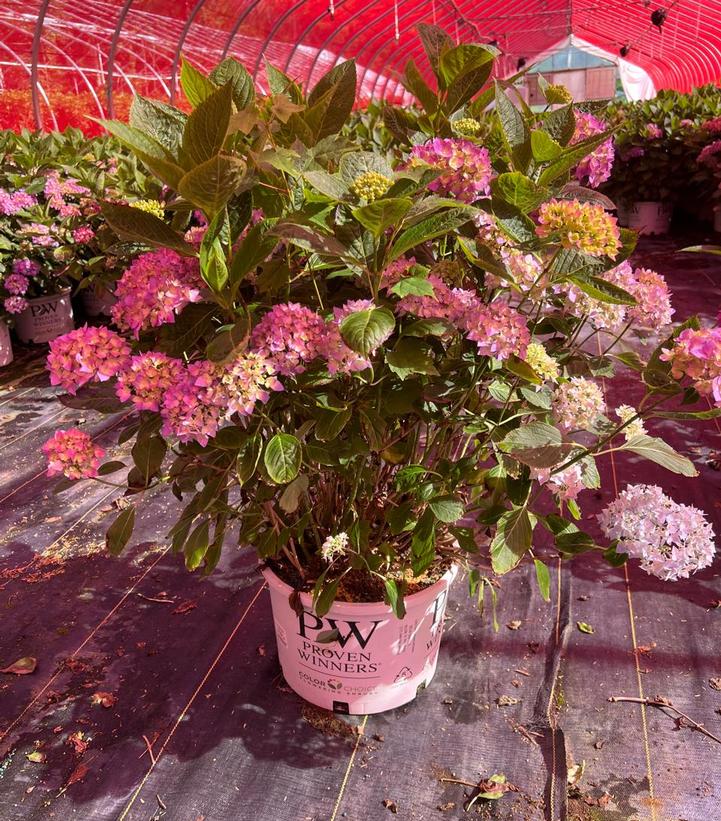 Hydrangea macrophylla Let's Dance ¡Arriba!®