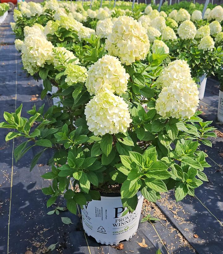 Hydrangea paniculata Little Lime Punch®