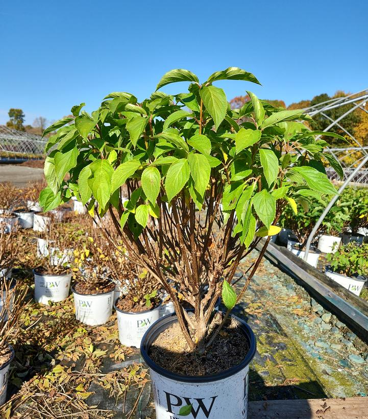Hydrangea paniculata Puffer Fish®