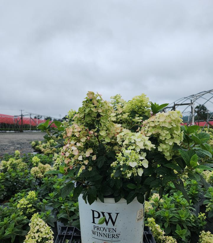 Hydrangea paniculata Tiny Quick Fire®