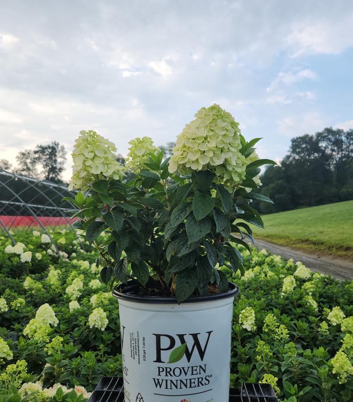 Hydrangea paniculata Tiny Quick Fire®