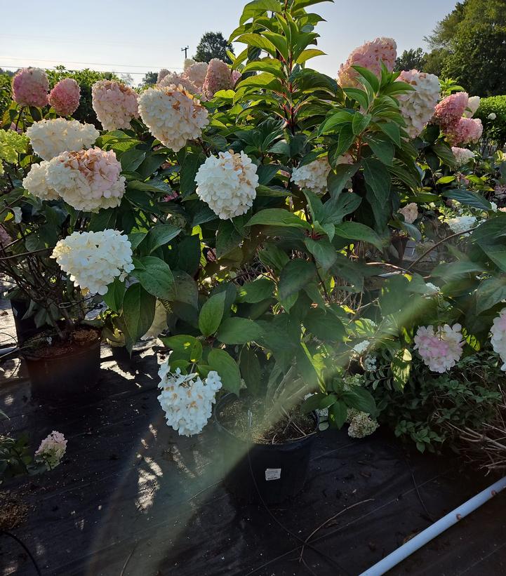 Hydrangea paniculata Love-A-Lot™ Pink