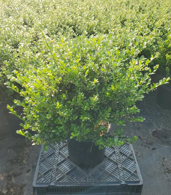 Ilex crenata 'Chilly Willy'