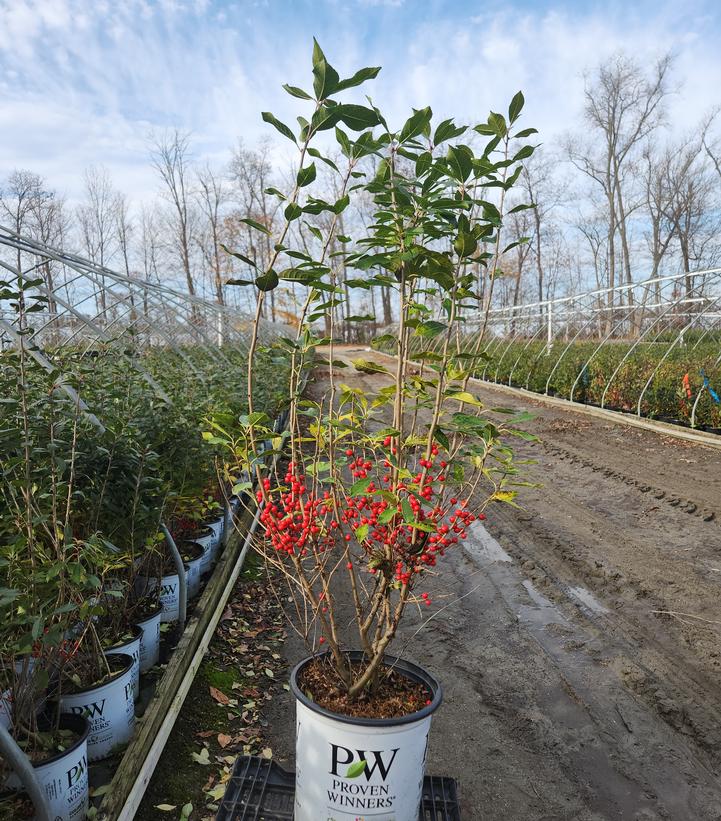 Ilex verticillata Berry Poppins®
