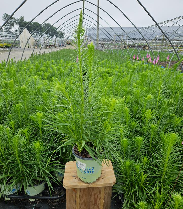 Liatris spicata 'Alba'