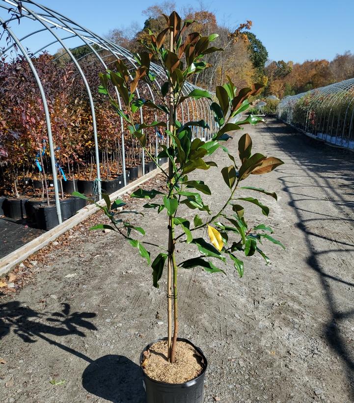 Magnolia grandiflora 'Bracken's Brown Beauty'