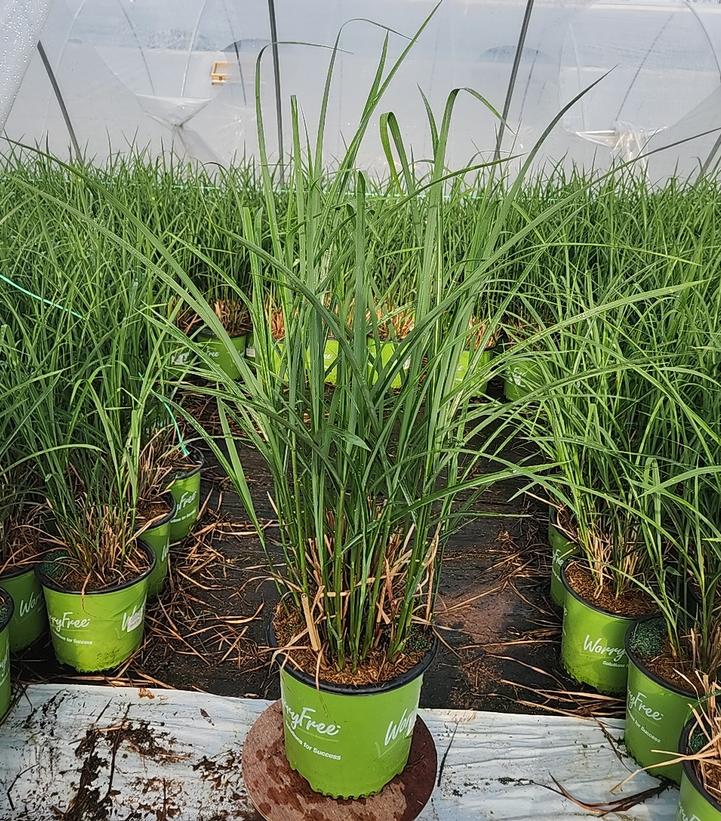 Miscanthus sinensis 'High Frequency'