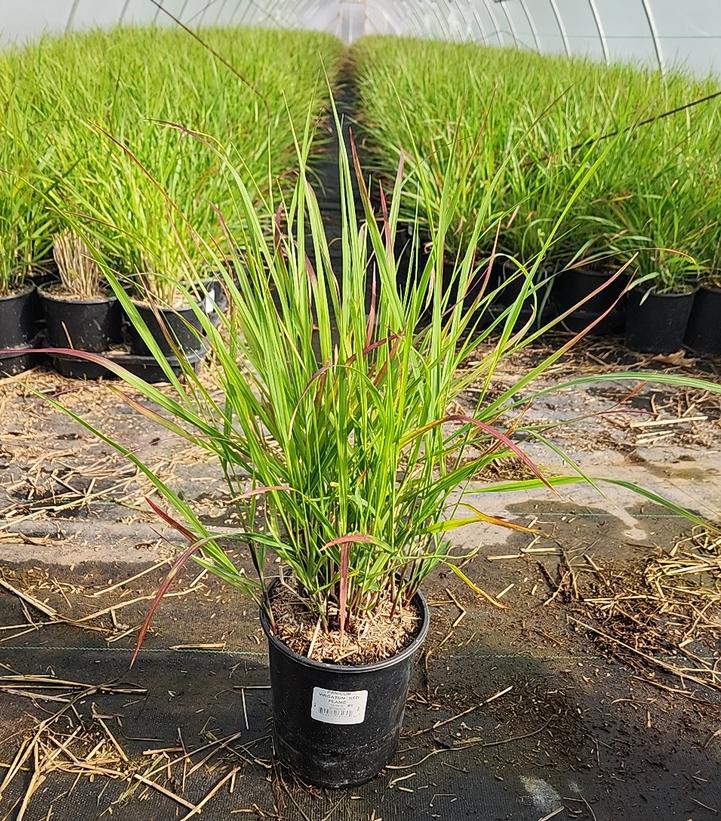 Panicum virgatum 'Red Flame'
