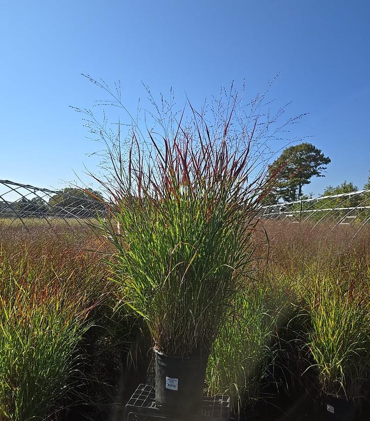 Panicum virgatum 'Red Flame'