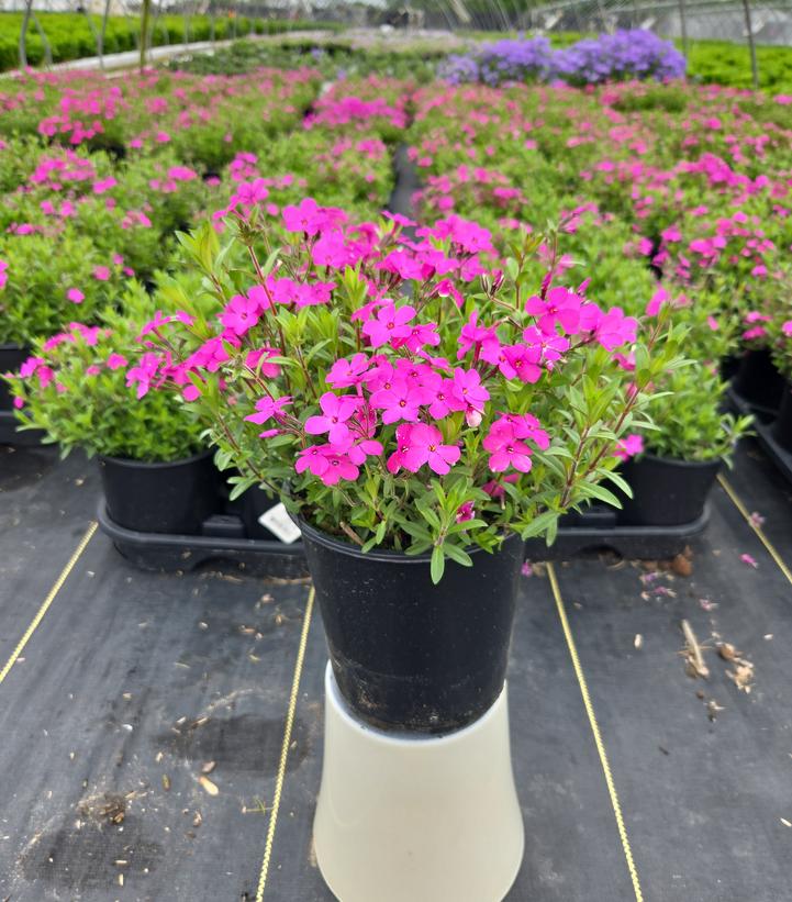Phlox x Woodlander Pink