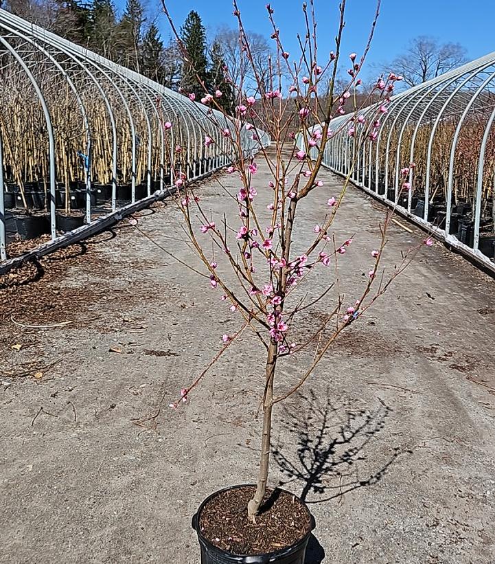 Prunus x 'Frost'