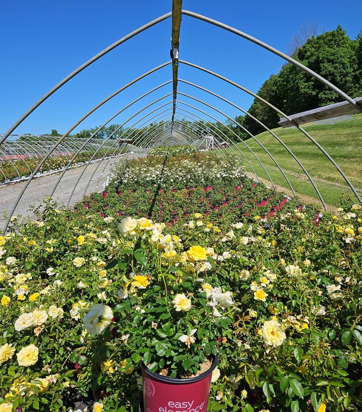 Rosa Easy Elegance® Yellow Brick Road
