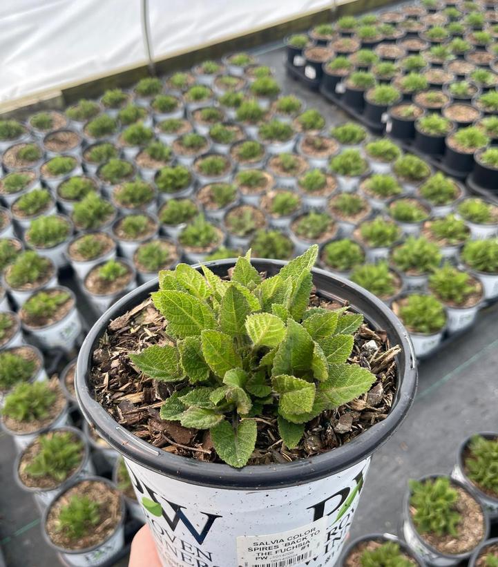 Salvia x Color Spires® 'Back to the Fuchsia'