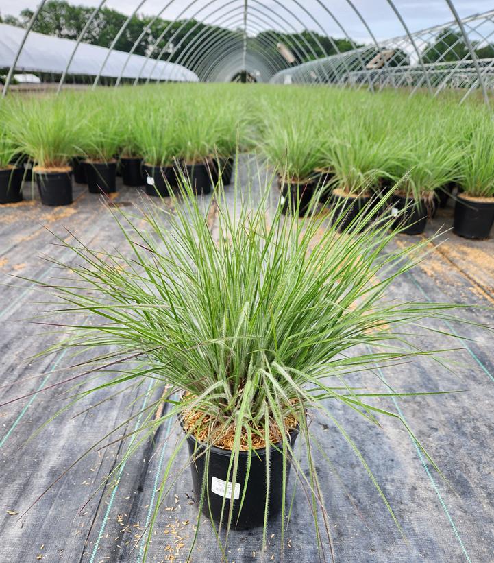 Schizachyrium scoparium 'Ha Ha Tonka'