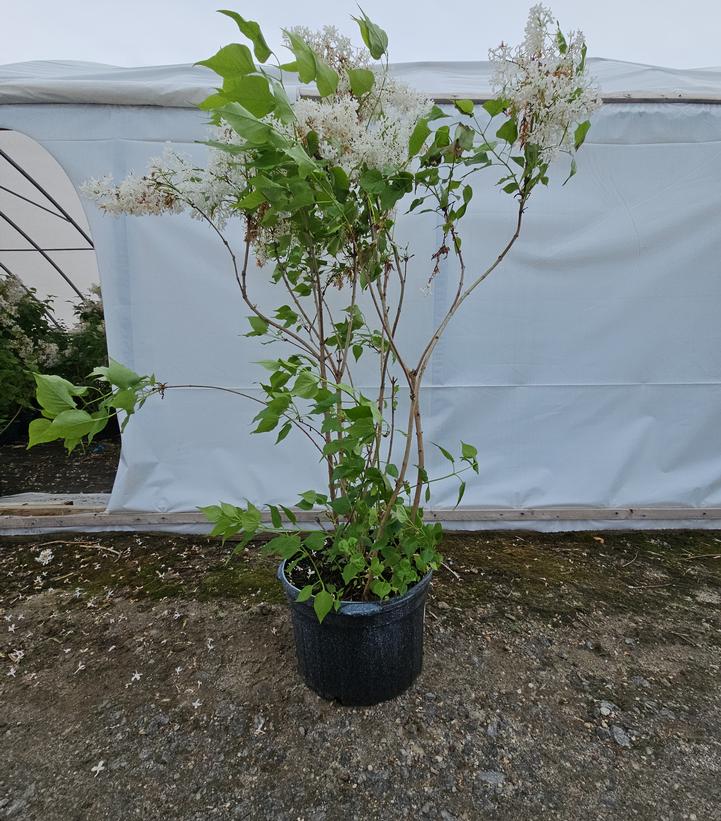 Syringa vulgaris New Age™ White