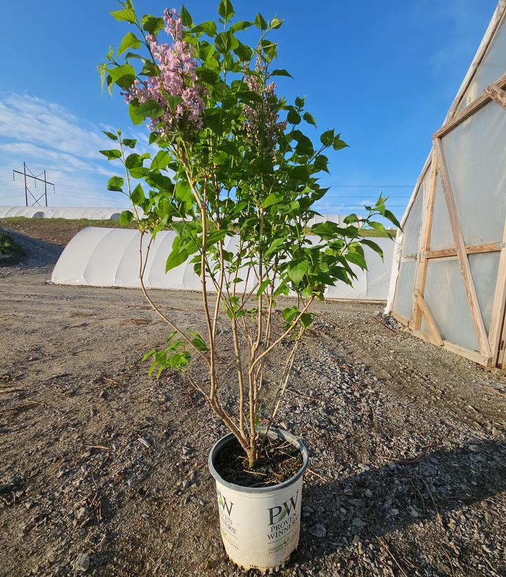 Syringa x hyacinthiflora Scentara® Double Blue