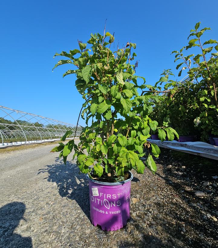 Syringa prestoniae Pinktini™