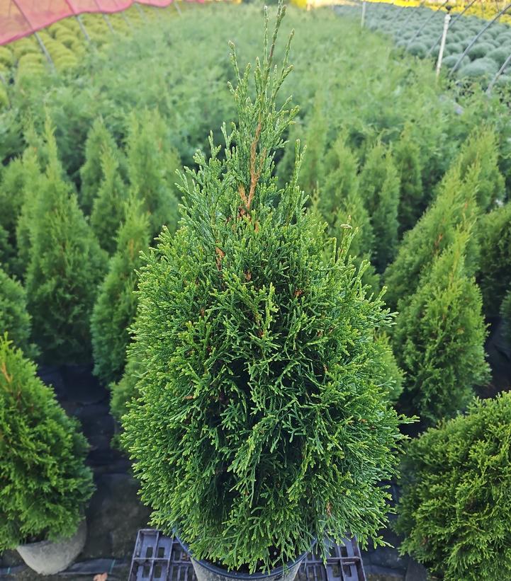Thuja occidentalis Emerald Squeeze™