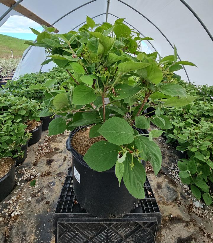 Viburnum carlesii Spice Island™