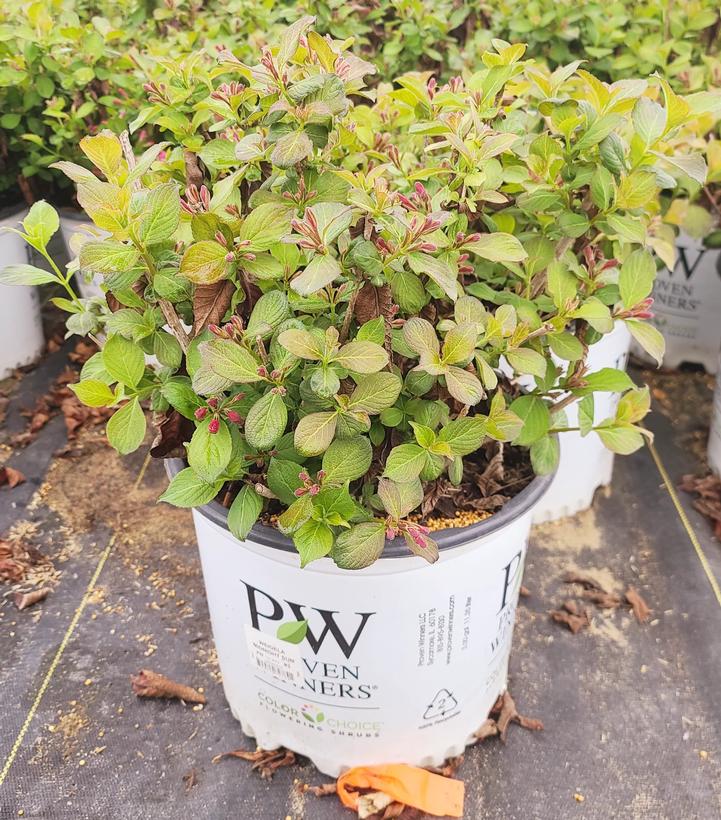 Weigela florida Midnight Sun®