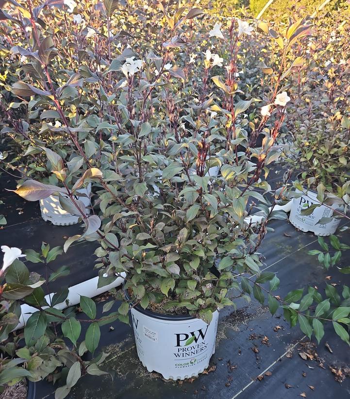 Weigela florida Wine & Spirits®