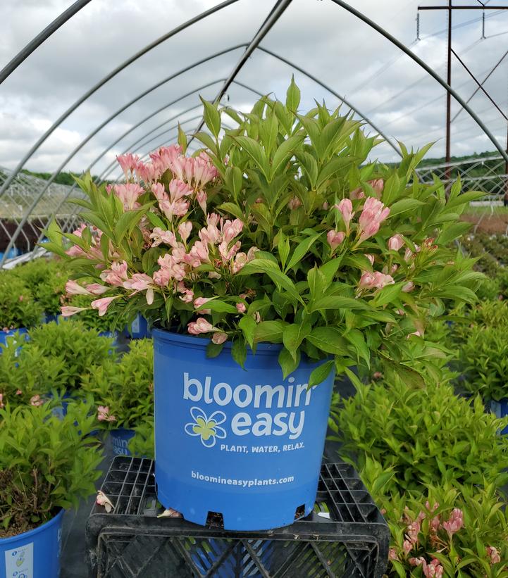 Weigela x Peach Kisses™