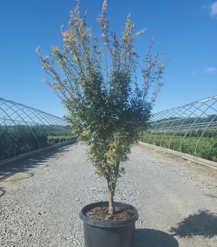 Acer palmatum 'Butterfly'