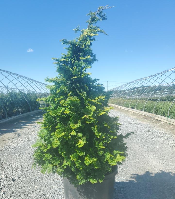 Chamaecyparis obtusa 'Aurea'