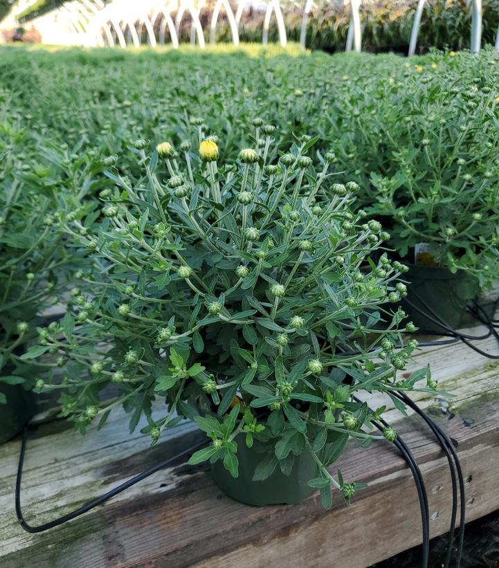 Chrysanthemum Yellow
