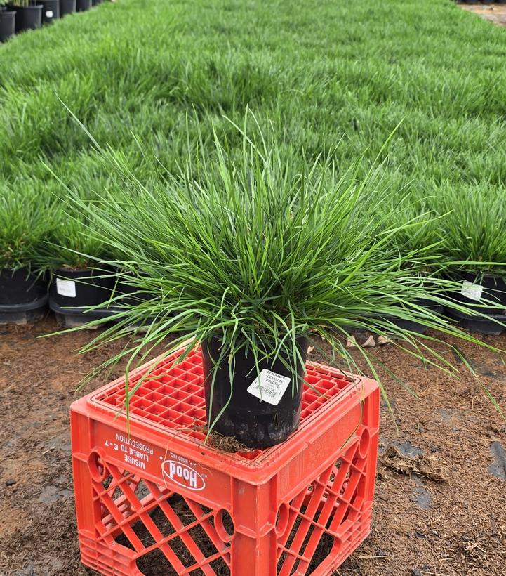 Deschampsia cespitosa 'Goldtau'
