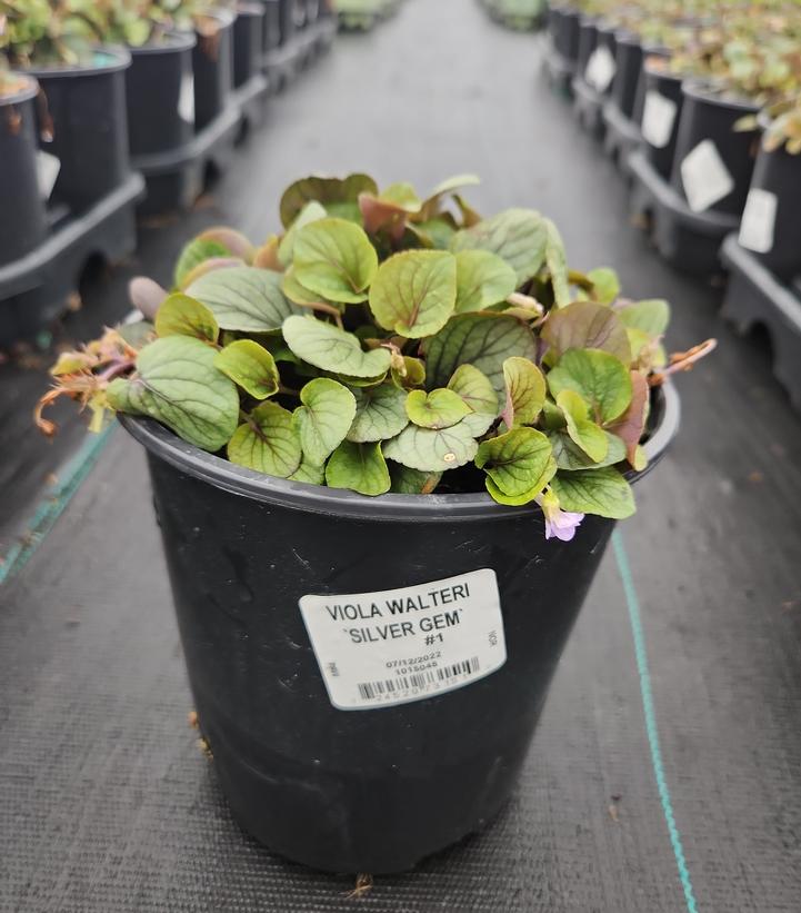 Viola walteri 'Silver Gem'