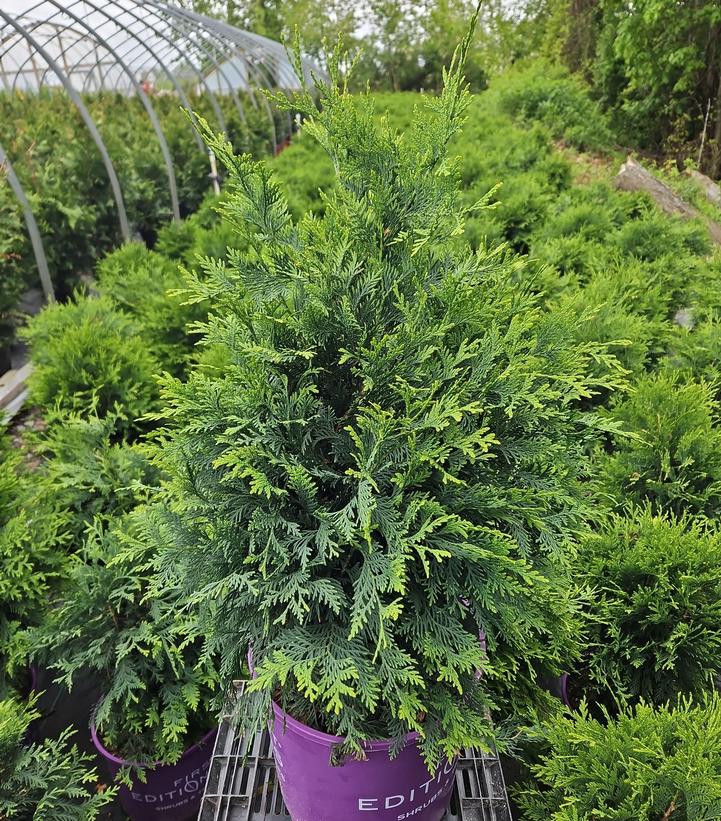 Thuja occidentalis Technito®