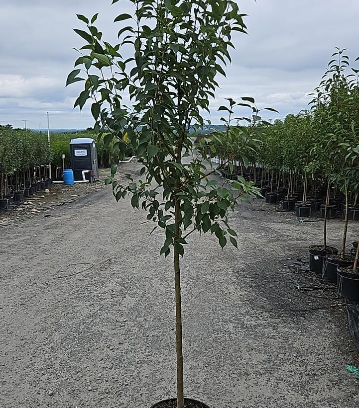 Malus x Starlite®