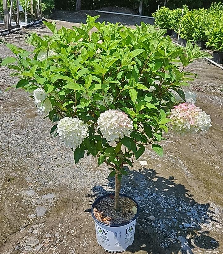 Hydrangea paniculata Quick Fire Fab®