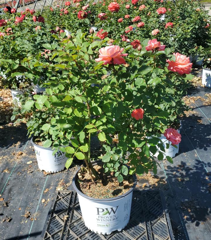 Rosa x Reminiscent® Coral