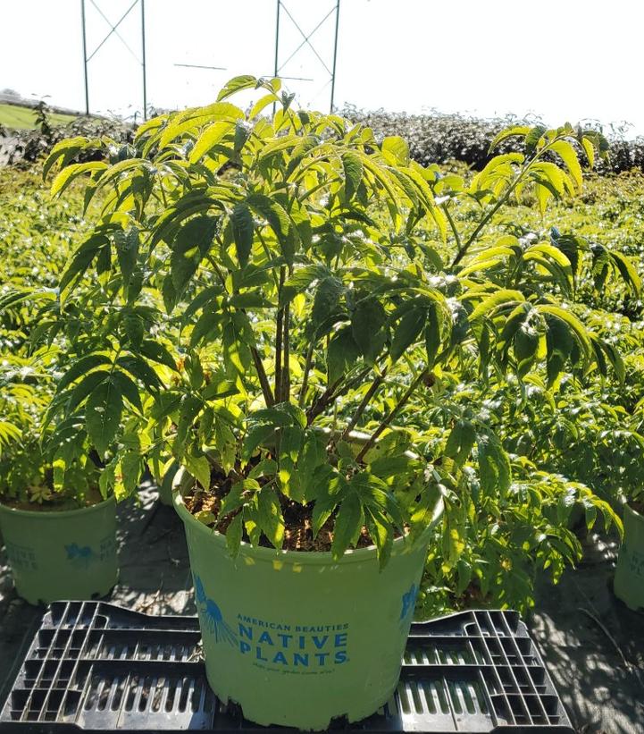 Sambucus canadensis 'Ranch'