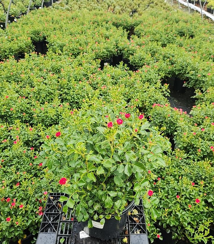 Rosa Flower Carpet® Mini Cherry