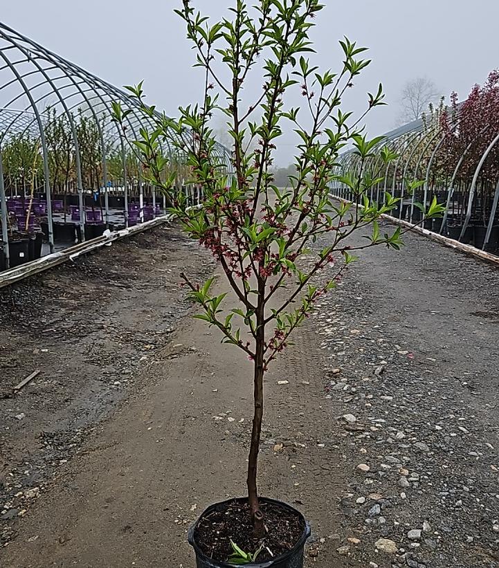 Prunus persica Hardired