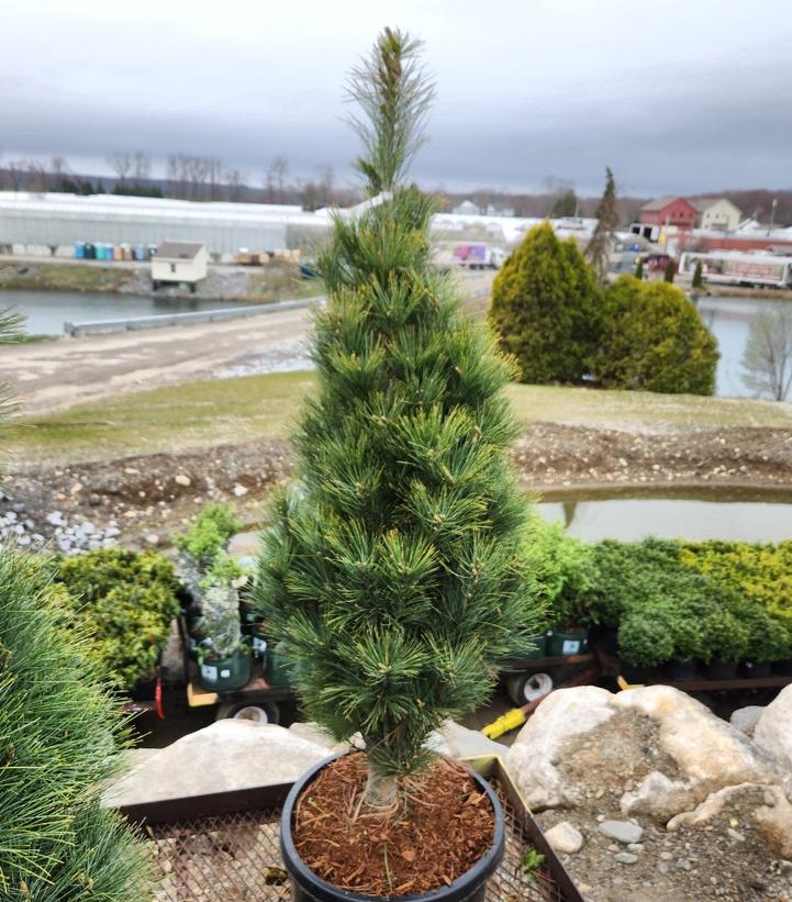 Pinus strobus 'Stowe Pillar'