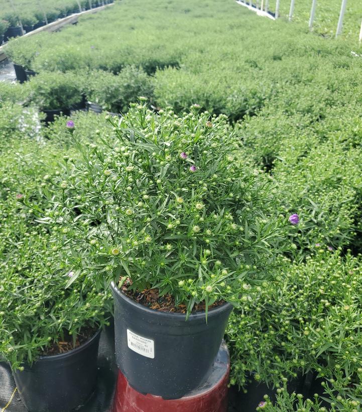 Aster novae-angliae Kickin® Sapphire