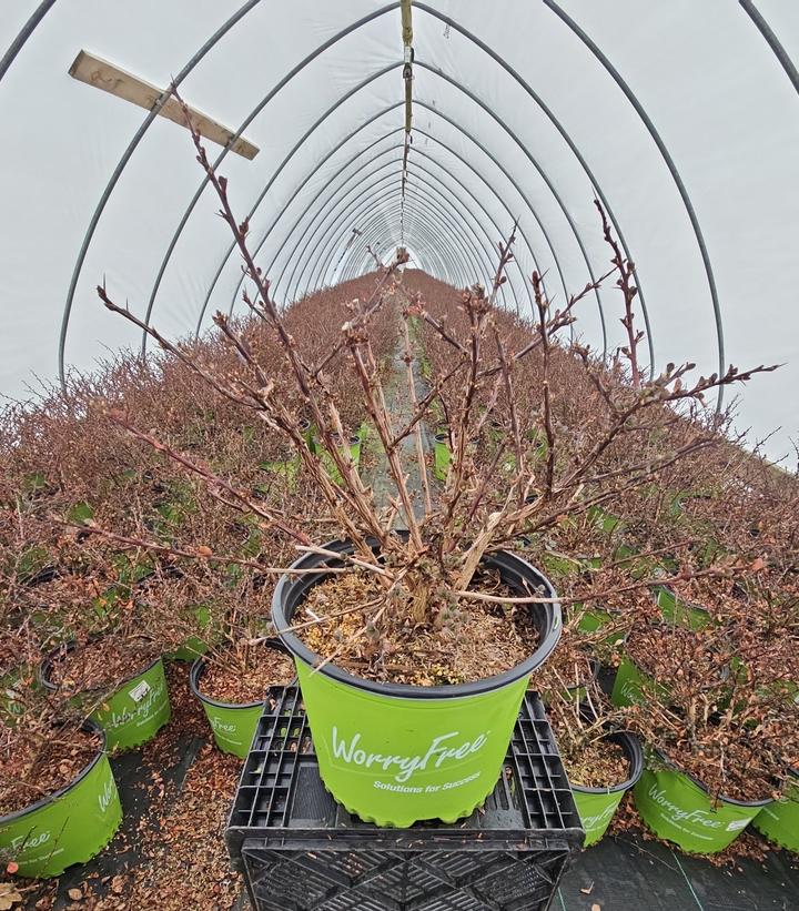 Berberis thunbergii WorryFree® Crimson Cutie®