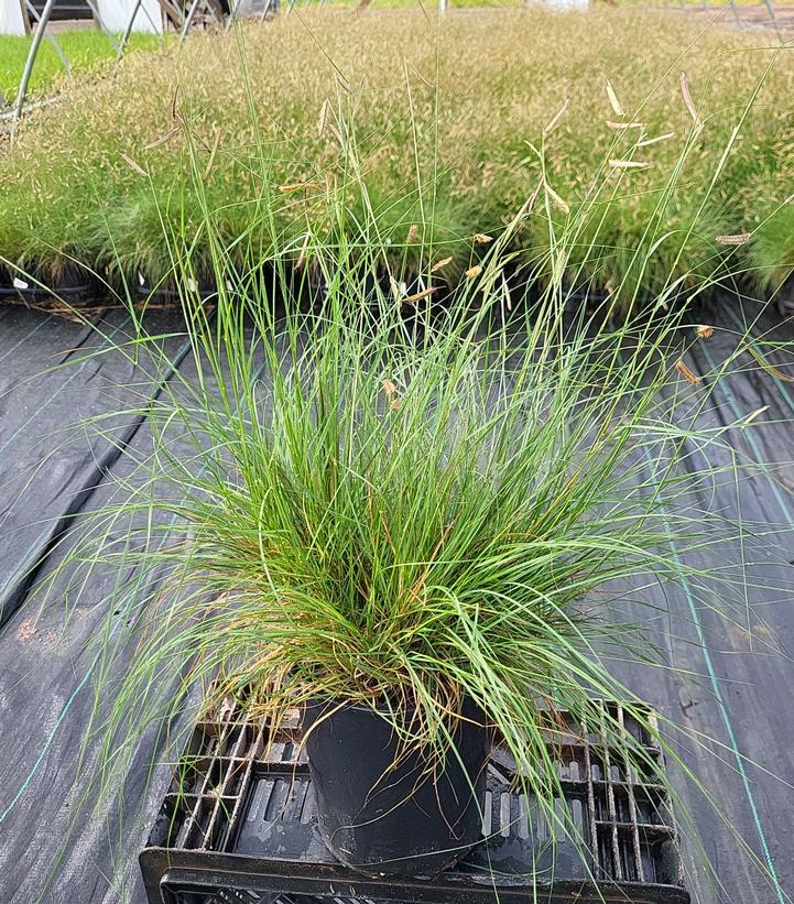 Bouteloua gracilis 