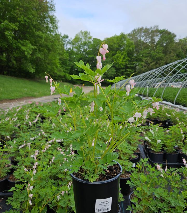 Dicentra spectabilis 'Cupid'