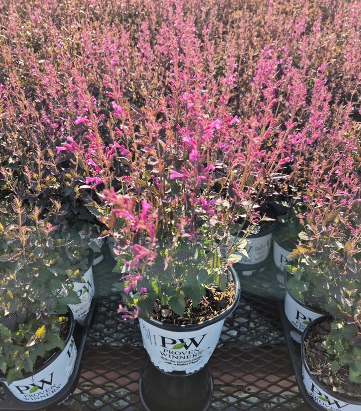 Agastache x Meant to Bee™ 'Royal Raspberry'