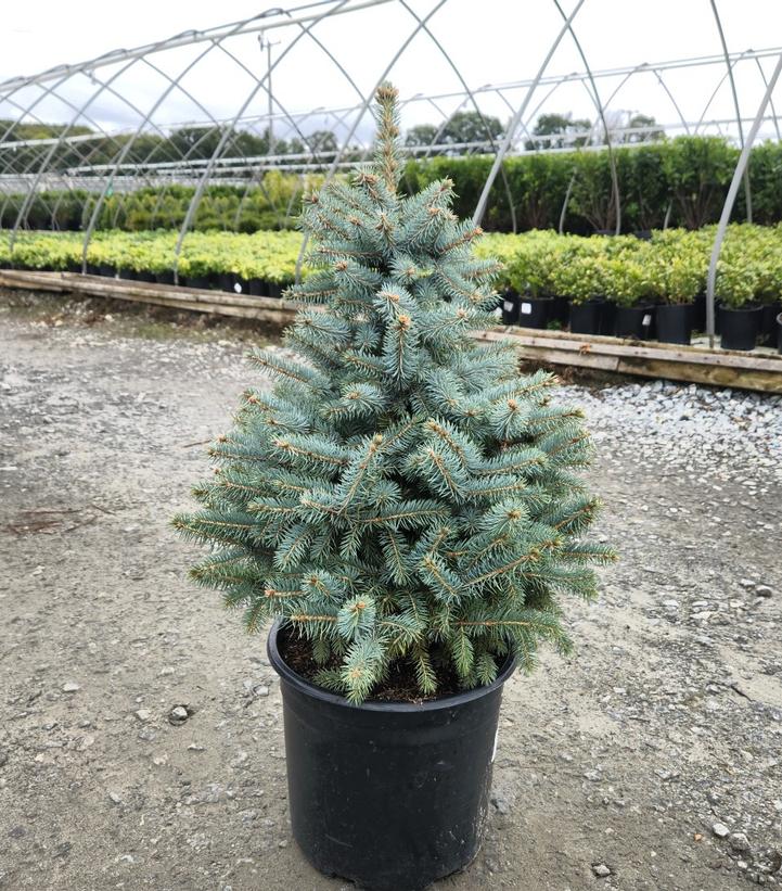 Picea pungens Baby Blue