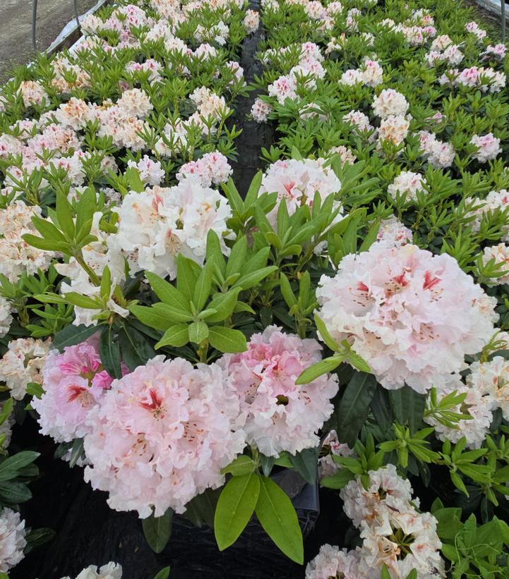 Rhododendron Holden's™ Pink Flare